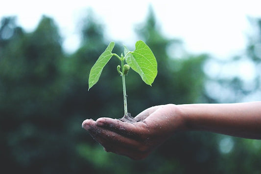 Comment choisir les bonnes graines pour votre jardin