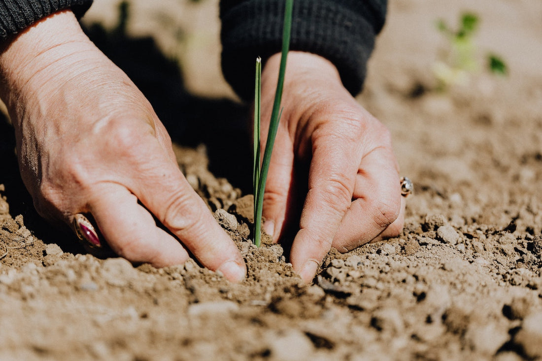 La rotation des cultures : une pratique ancienne pour un jardin moderne