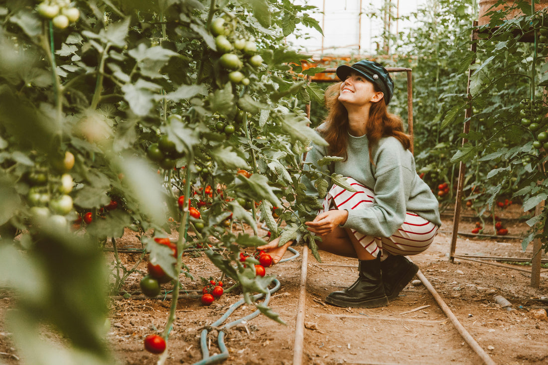 Comment Démarrer un Potager En 6 Étapes?