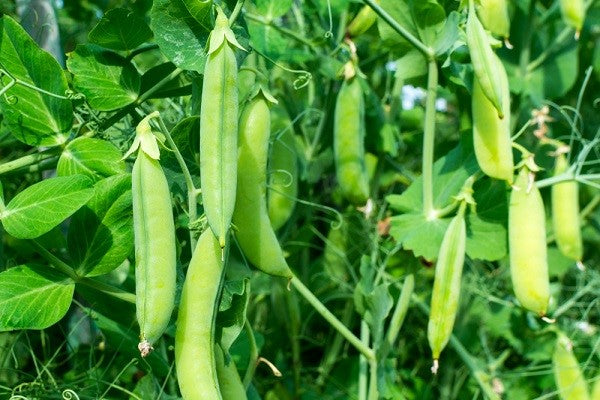 Jardiner en juillet : que semer, planter, mais aussi récolter !