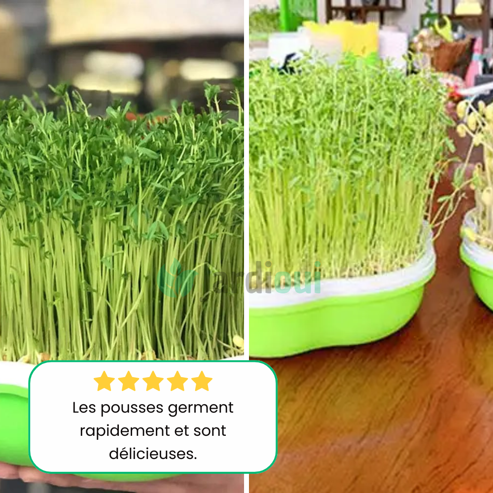 Plateau de Culture Hydroponique Maison Innovant