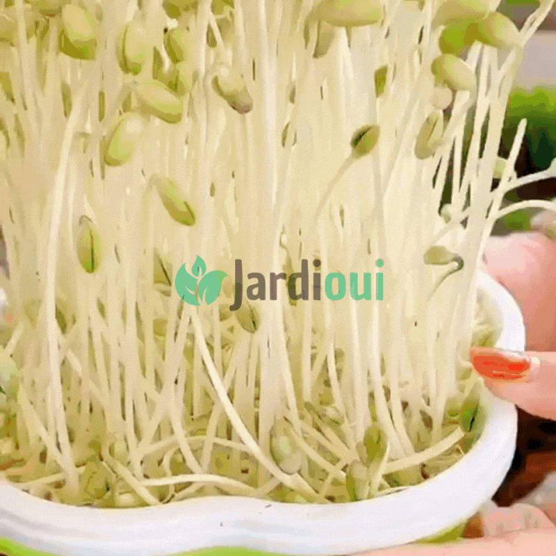 Plateau de Culture Hydroponique Maison Innovant