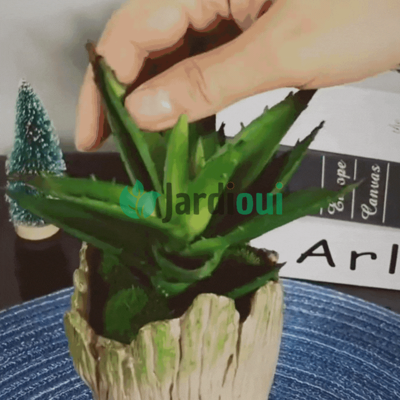 Pot de Plantes Fantaisiste "Gardien de la Forêt"