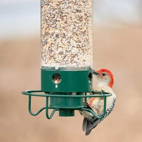 Jardioui Mangeoire Anti-Écureuil Ultime pour Oiseaux